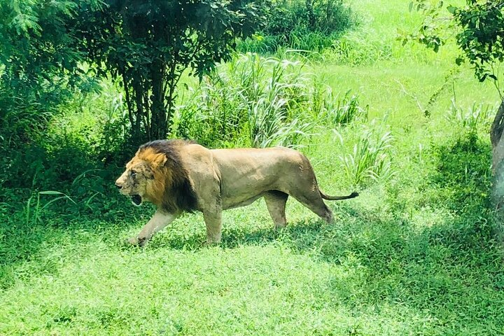 Day Tour To Ridiyagama Safari Park From Colombo - Photo 1 of 3